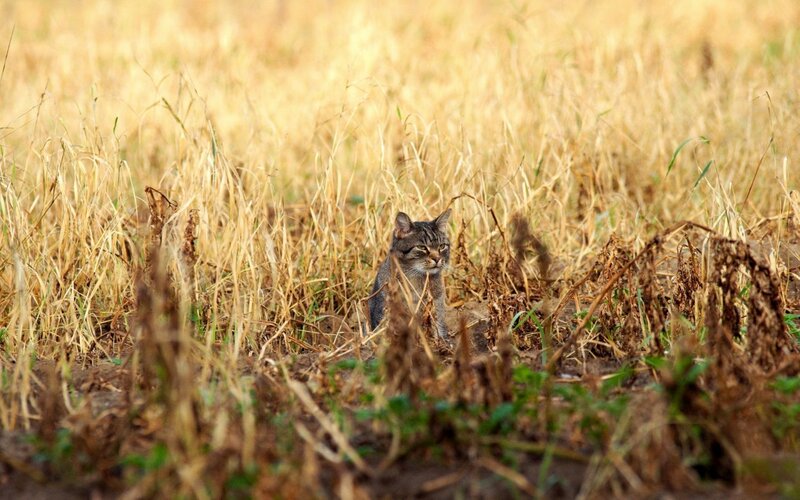 cat in dry grass field