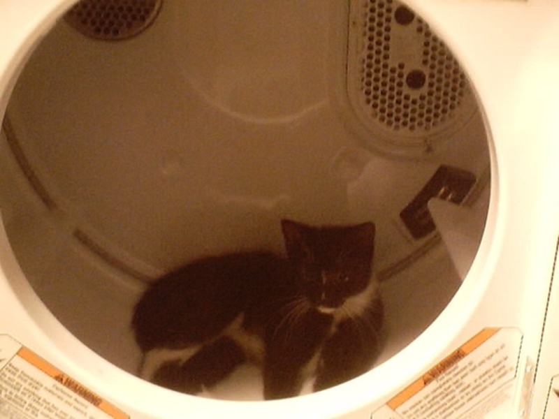cat in dryer drum