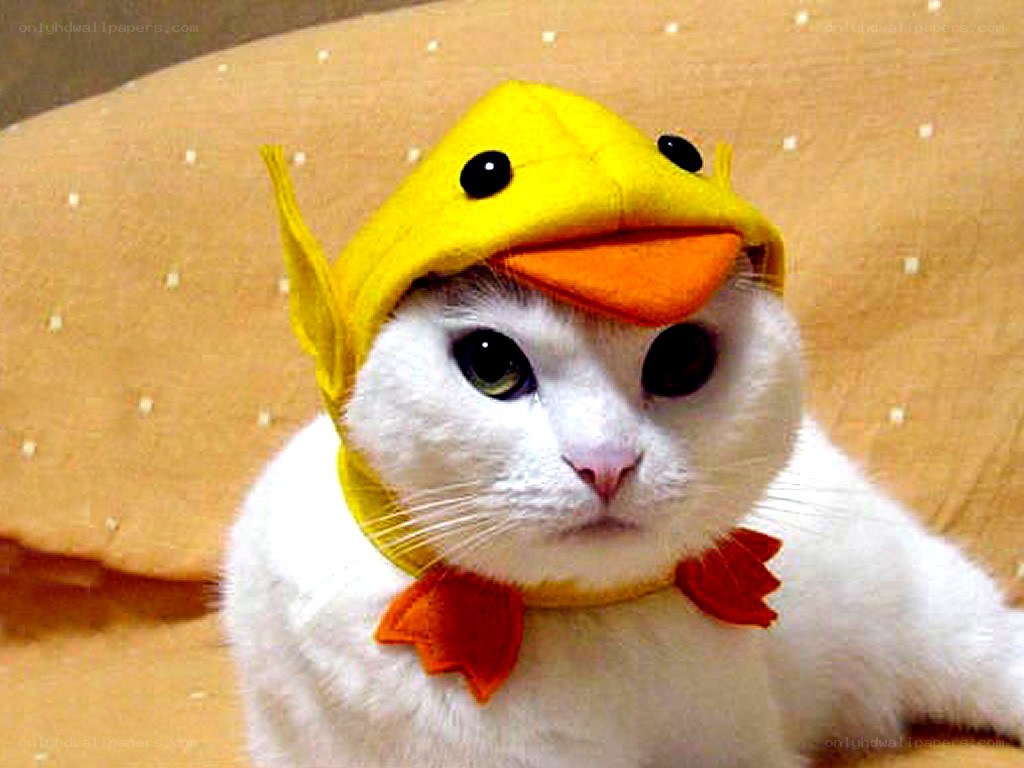 cat in duck costume