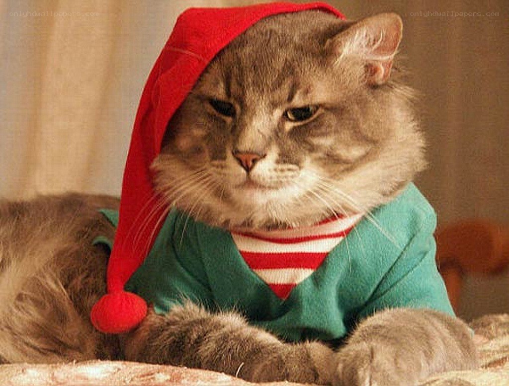 cat in elf costume