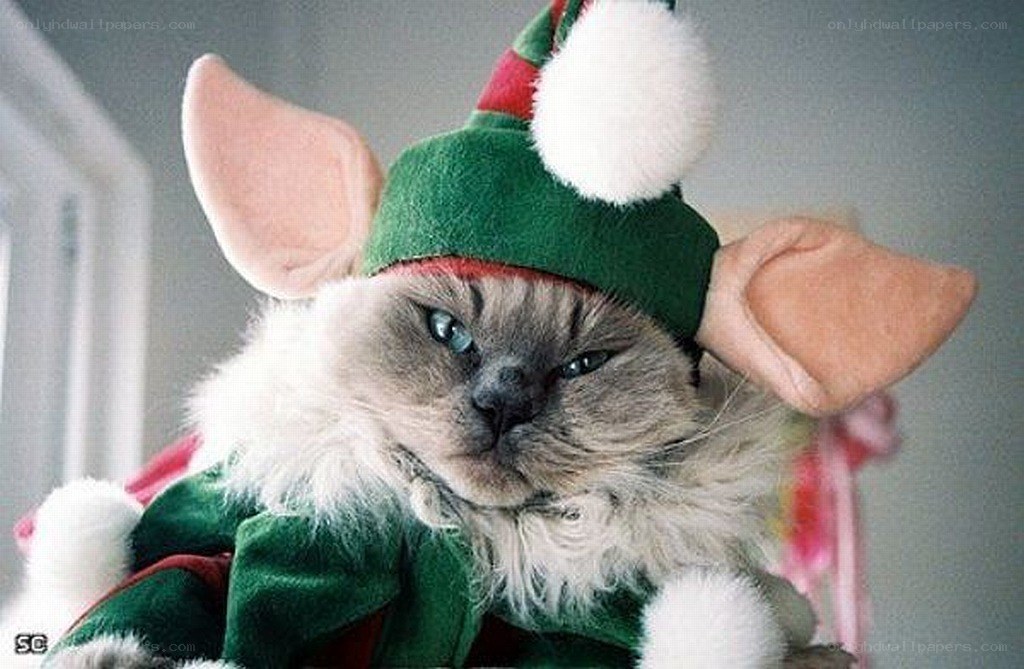 cat in elf costume