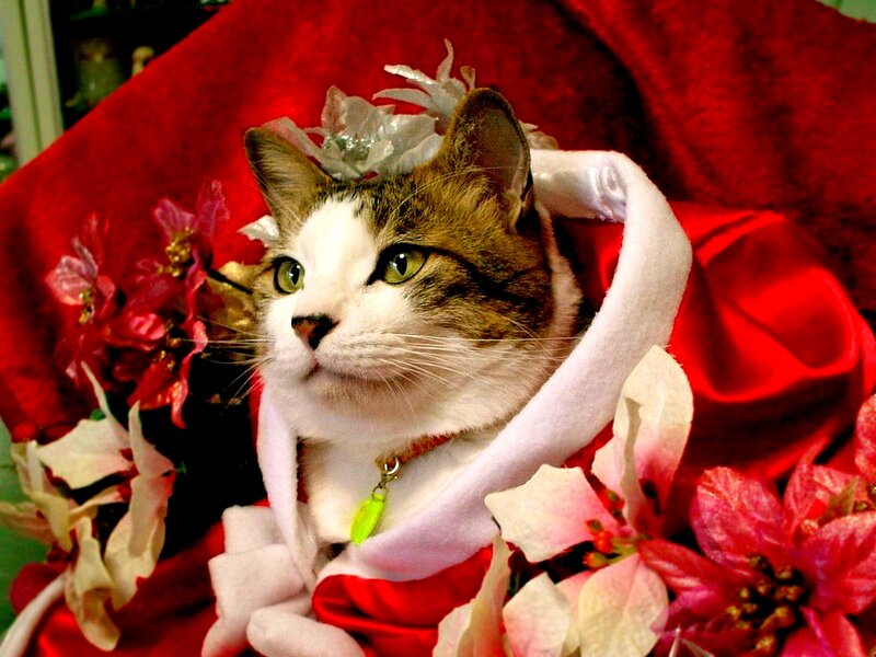 Cat in Festive Costume