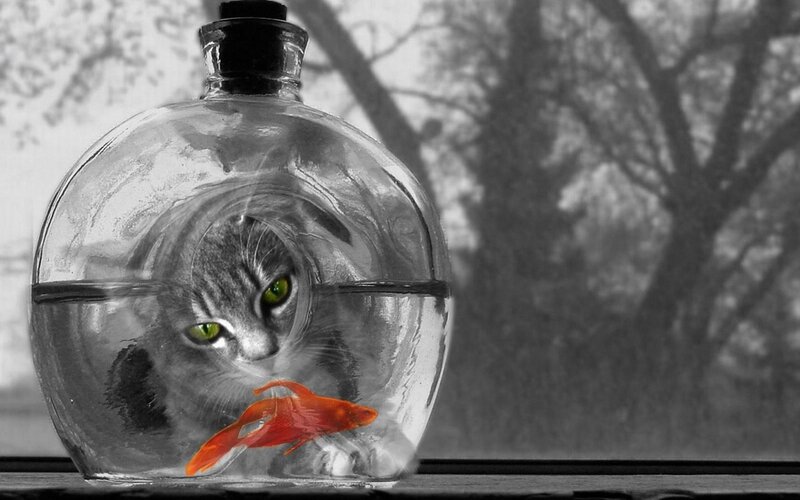 Cat in Fishbowl — Black, Dramatic, Photograph, Goldfish