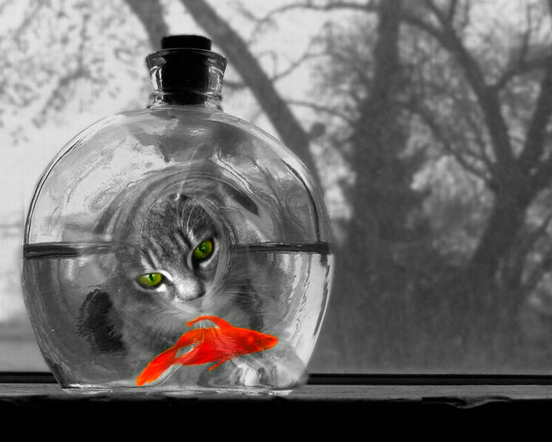 Cat in Fishbowl — Black, Dramatic
