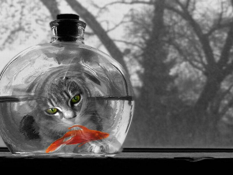 Cat in Fishbowl — Black