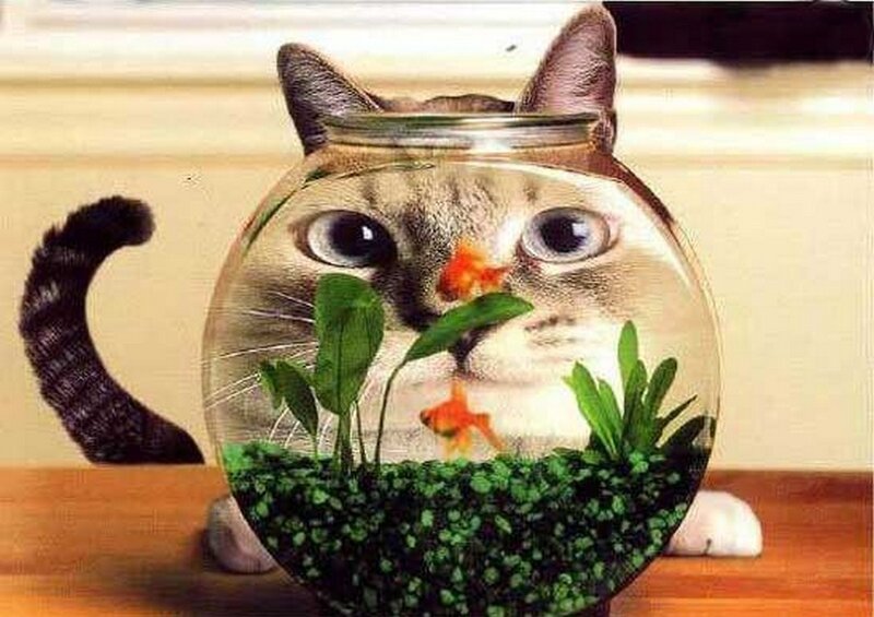 Cat in Fishbowl — Brown