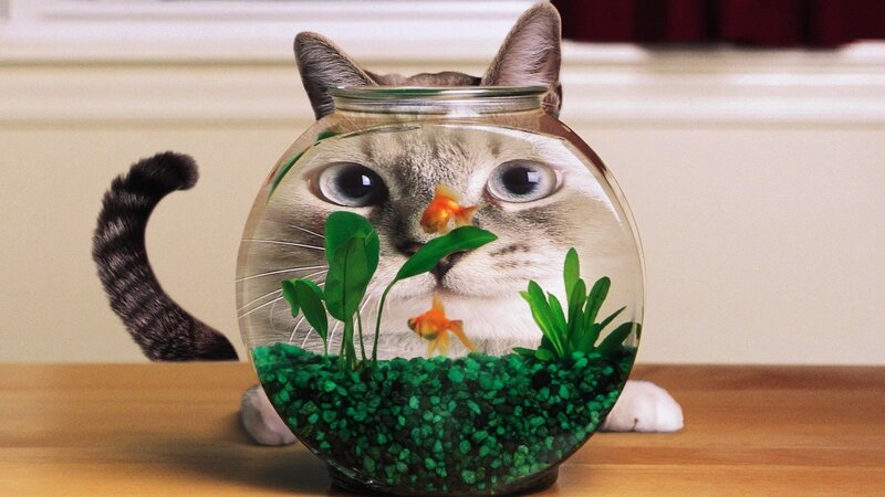 Cat in Fishbowl — Green, Playful, Photograph, Goldfish, Plants, Tail