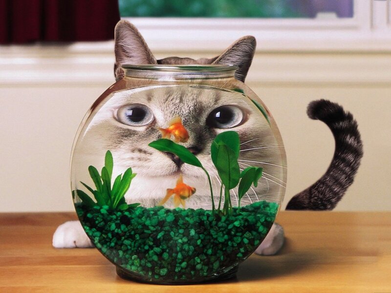 Cat in Fishbowl — Green, Playful, Photograph, Goldfish, Plants