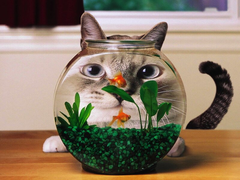 Cat in Fishbowl — Green, Playful, Photograph, Goldfish