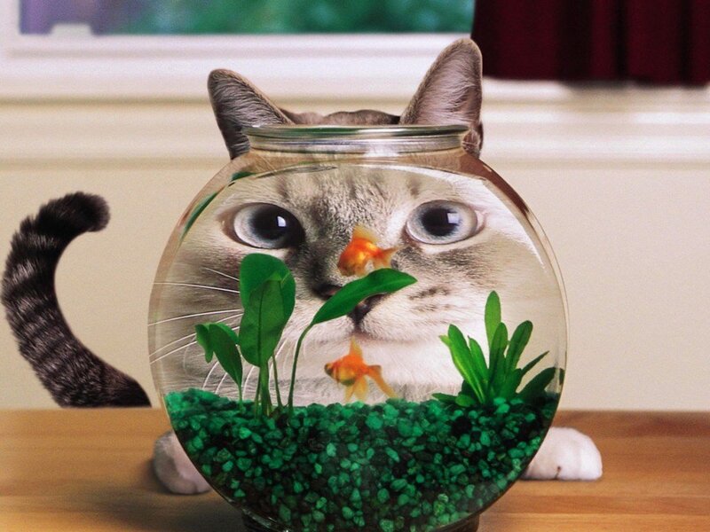 Cat in Fishbowl — Green