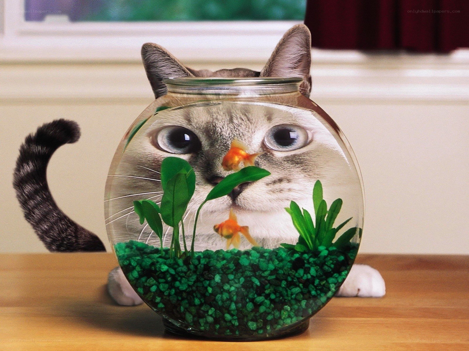 cat in fishbowl illusion
