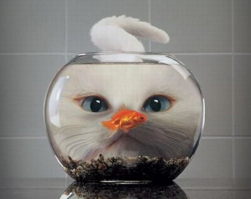 Cat in Fishbowl — White, Surreal, Digital Art, Goldfish