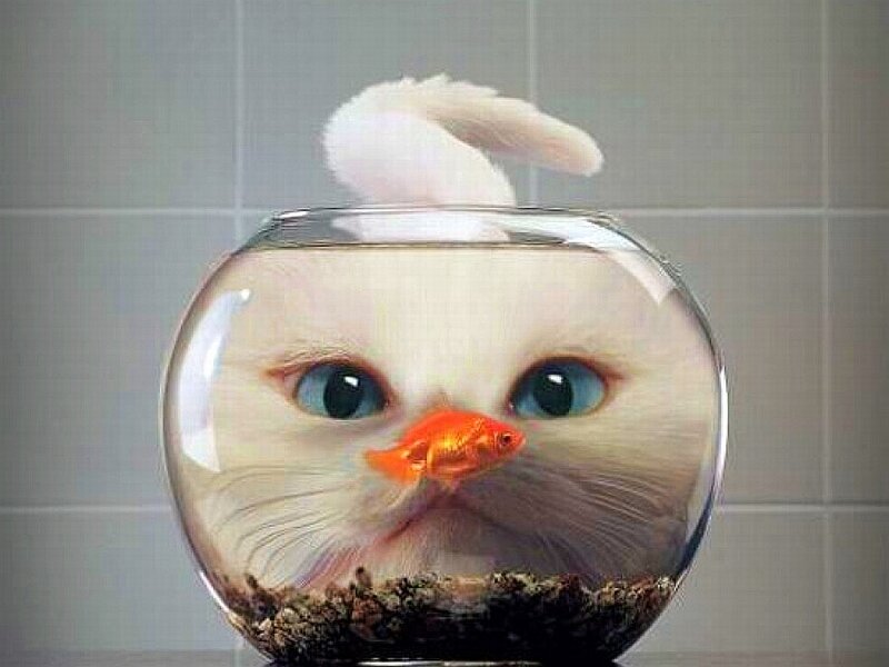 Cat in Fishbowl — White, Surreal