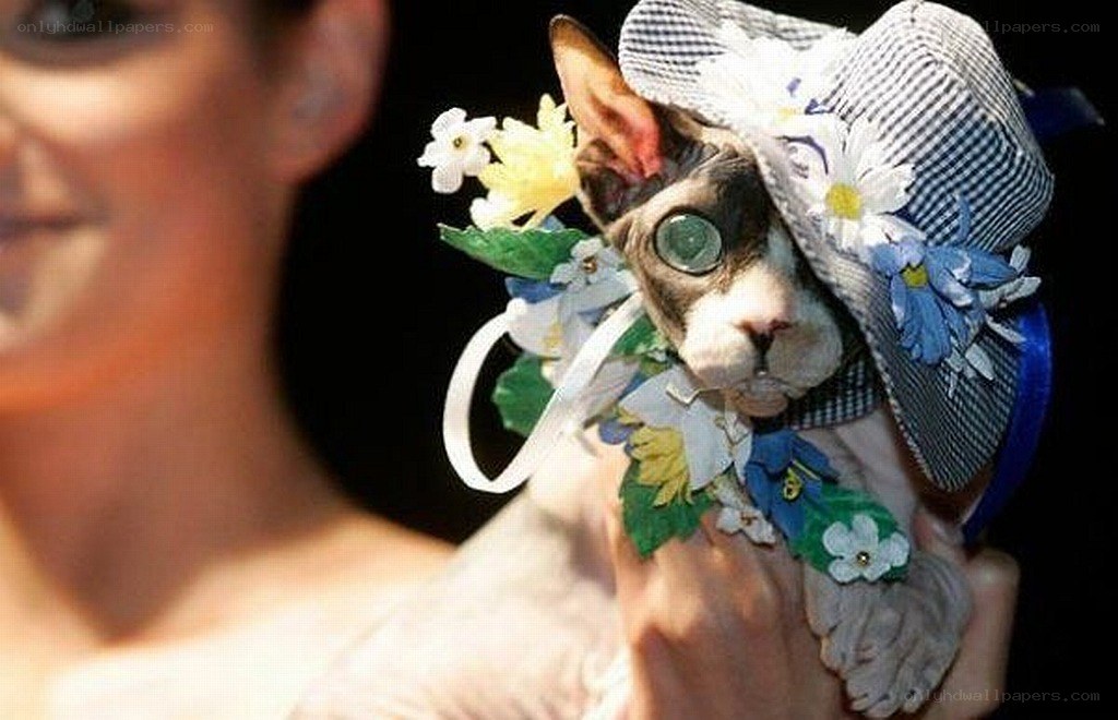 cat in floral hat