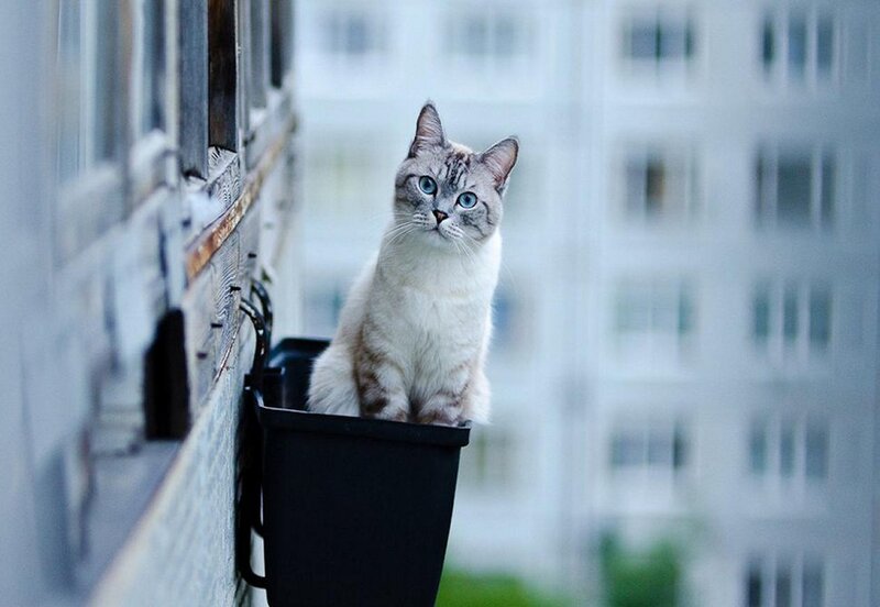 Cat in Flower Pot