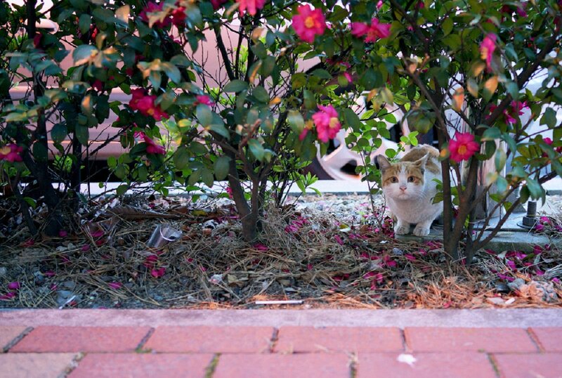 Cat in Flowering Bush — Green