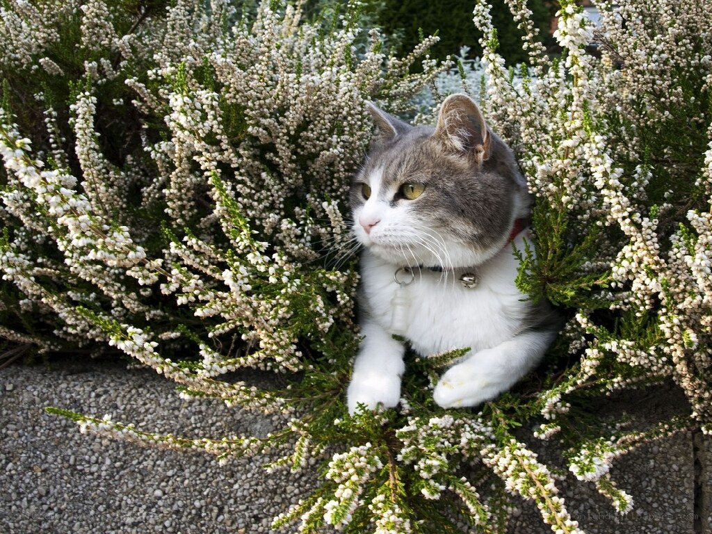cat in flowering bush
