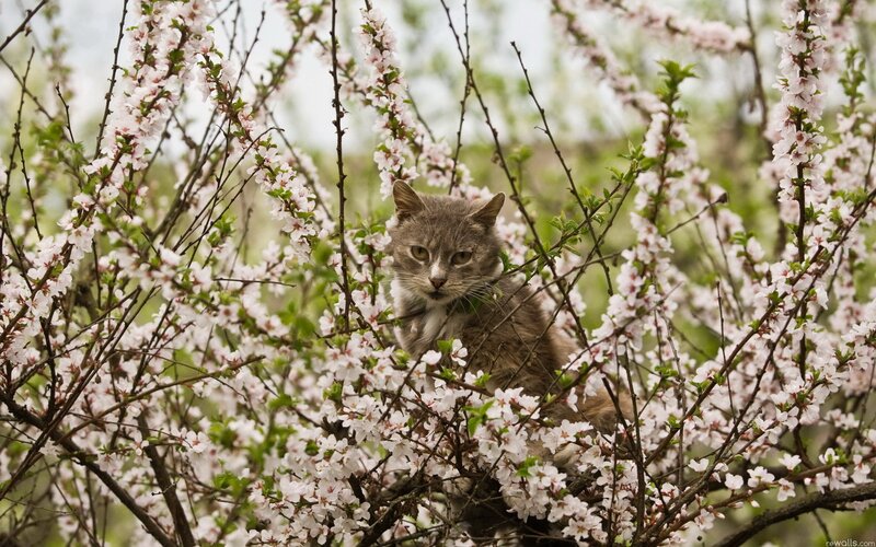 cat in flowering tree