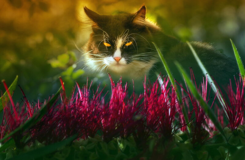 Cat in Flowers