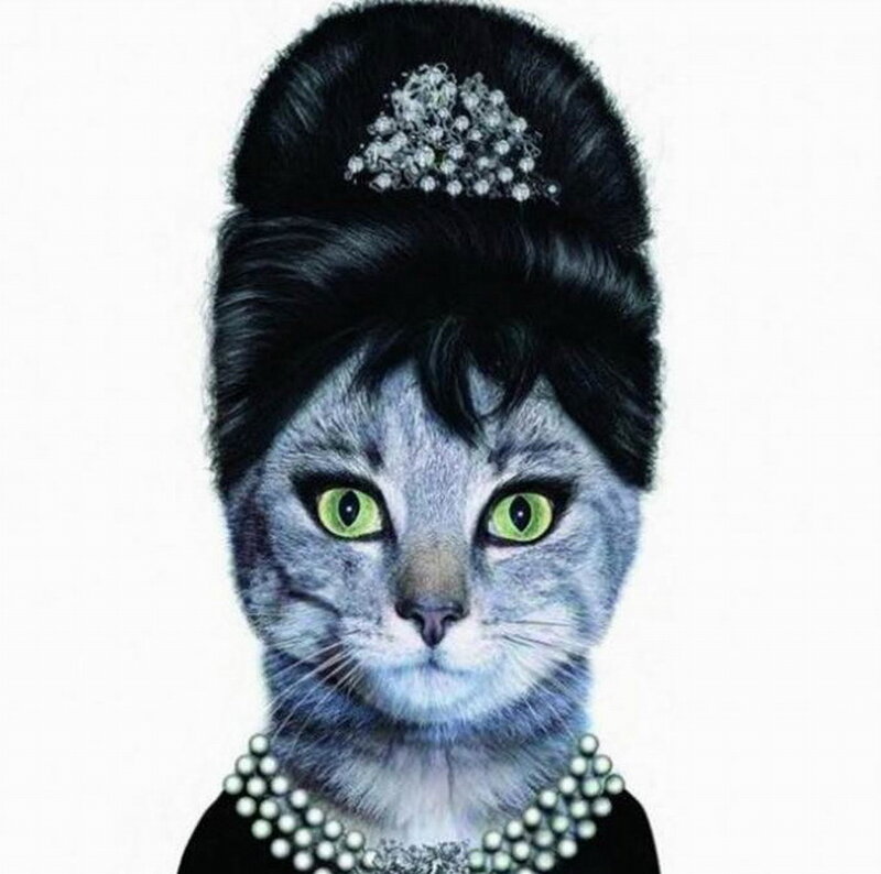 Cat in Formal Attire