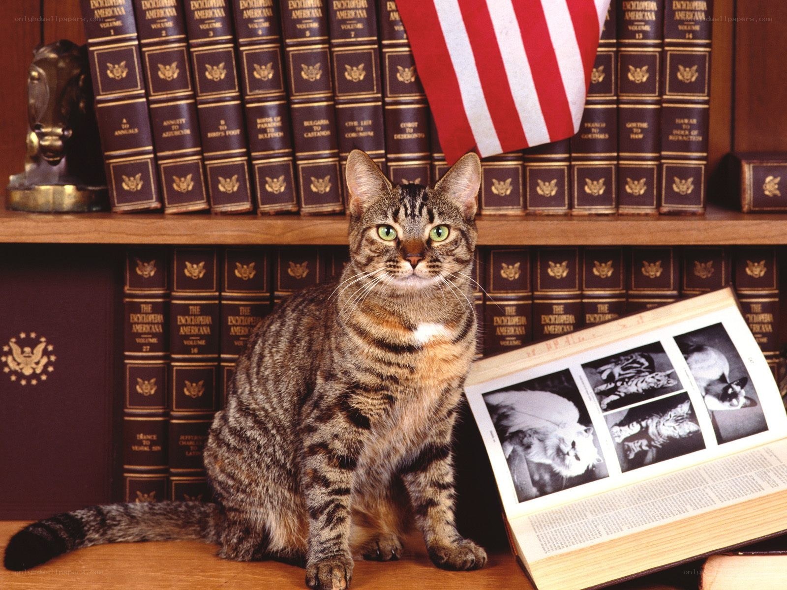 cat in front of encyclopedia