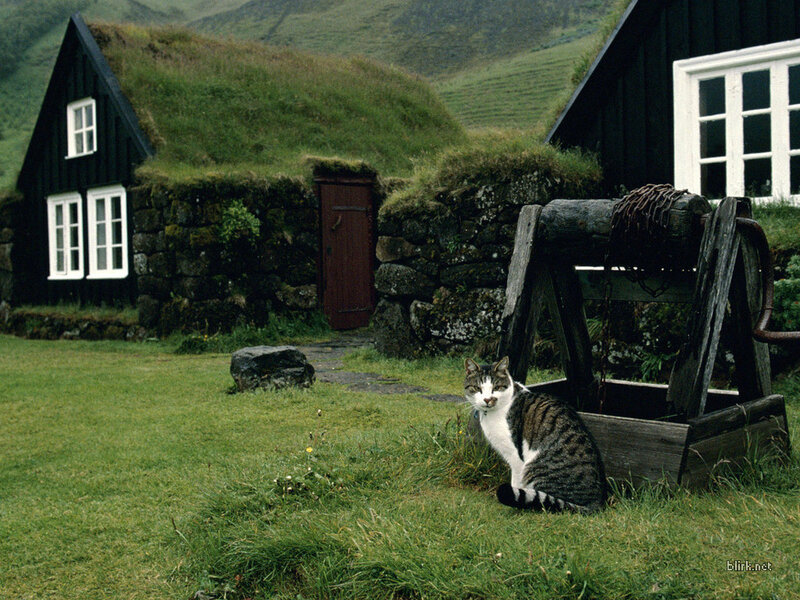 cat in front of turf house