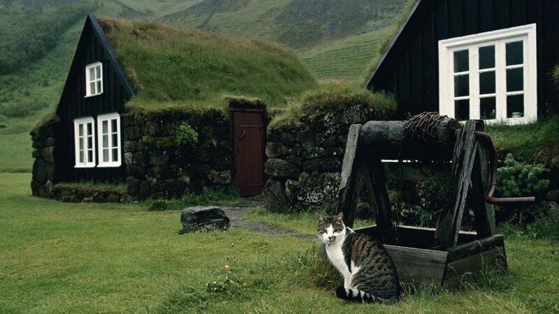 cat in front of turf house