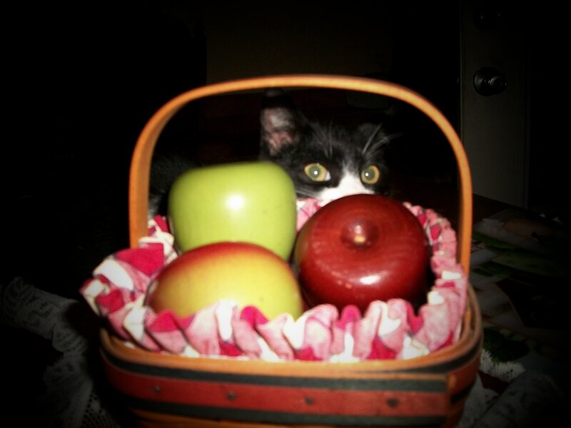 Cat in Fruit Basket
