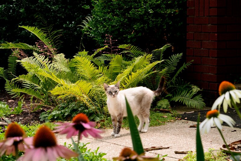 Cat in Garden — Green, Calm