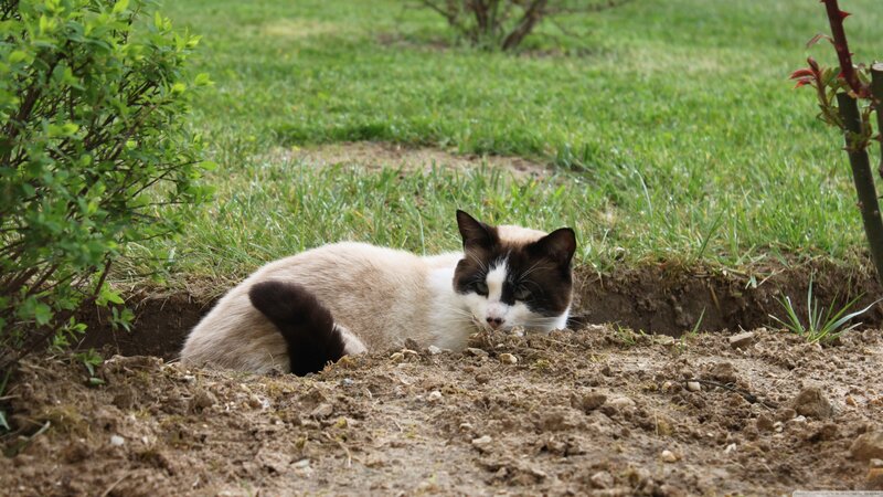 Cat in Garden Hole