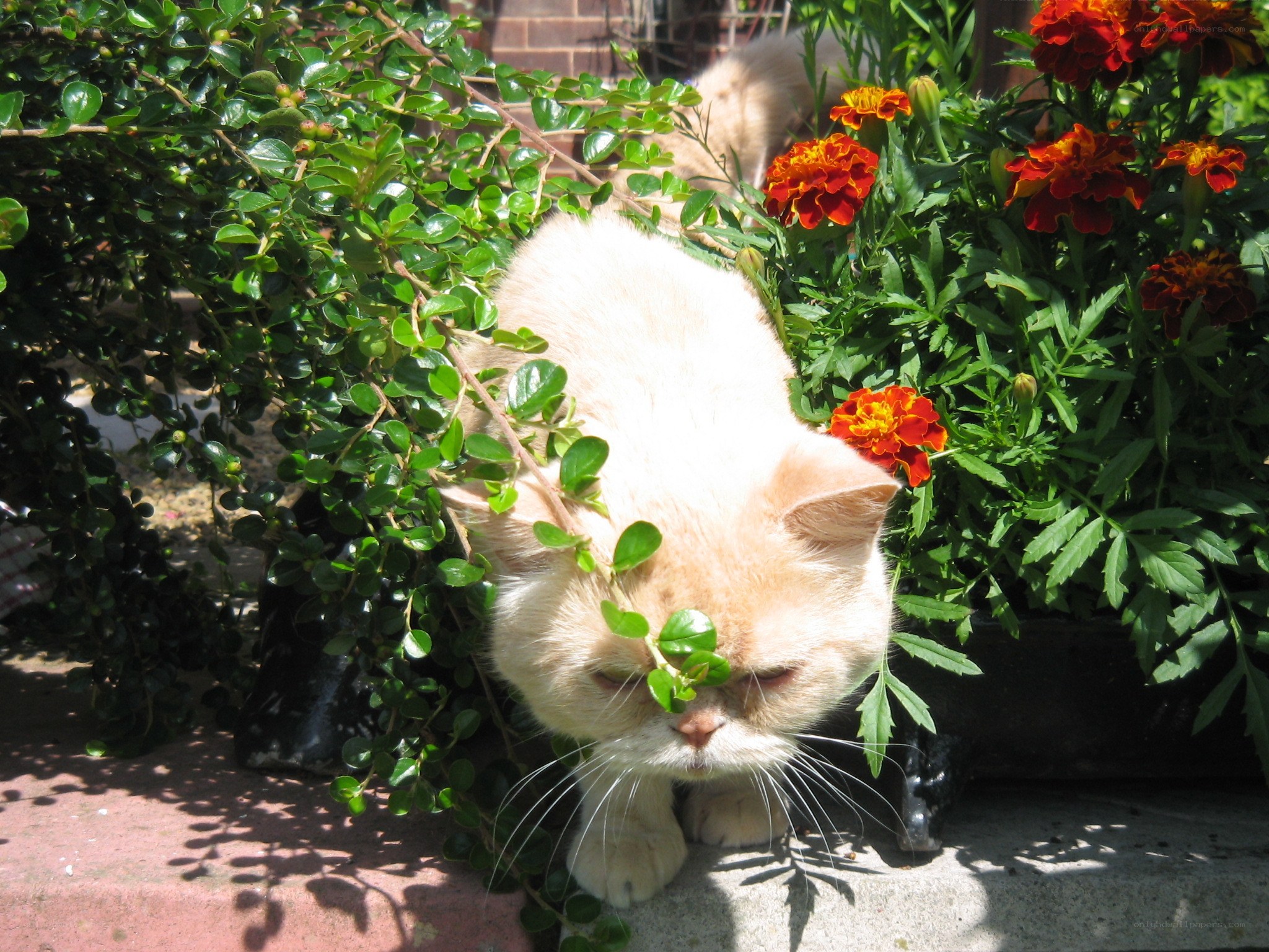cat in garden with flowers