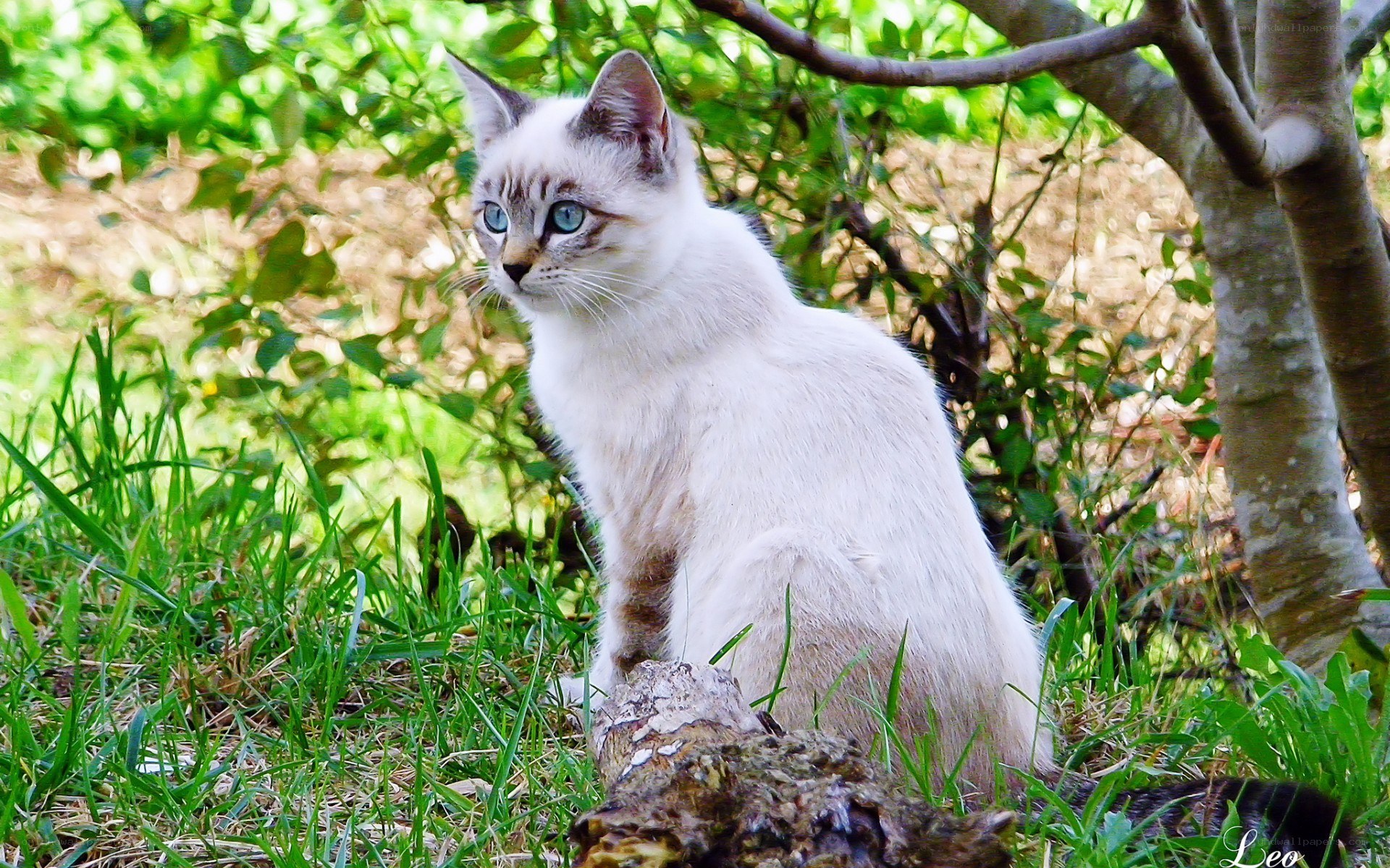cat in garden