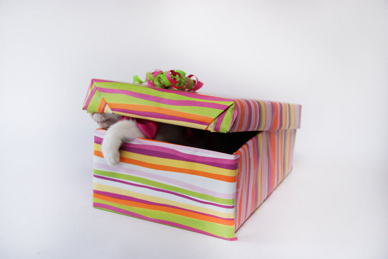 Cat in Gift Box