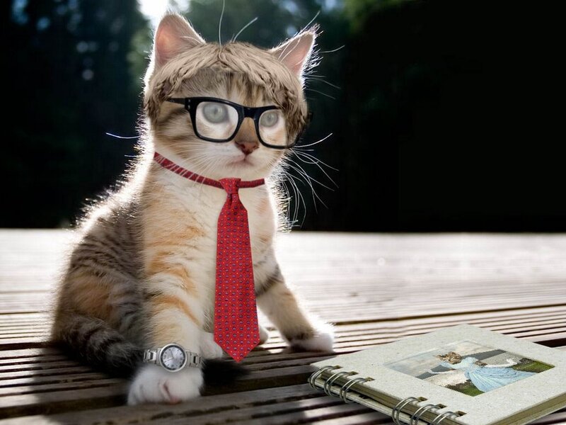 cat in glasses and tie