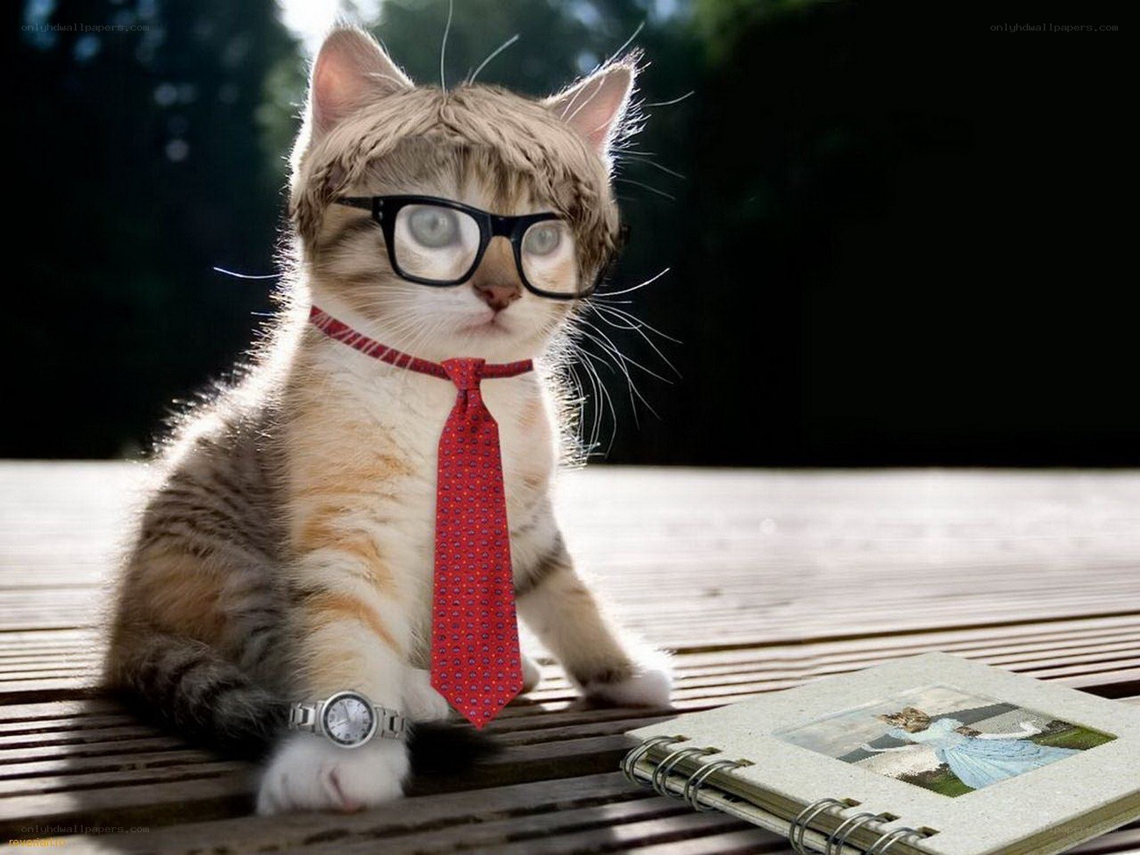 cat in glasses and tie