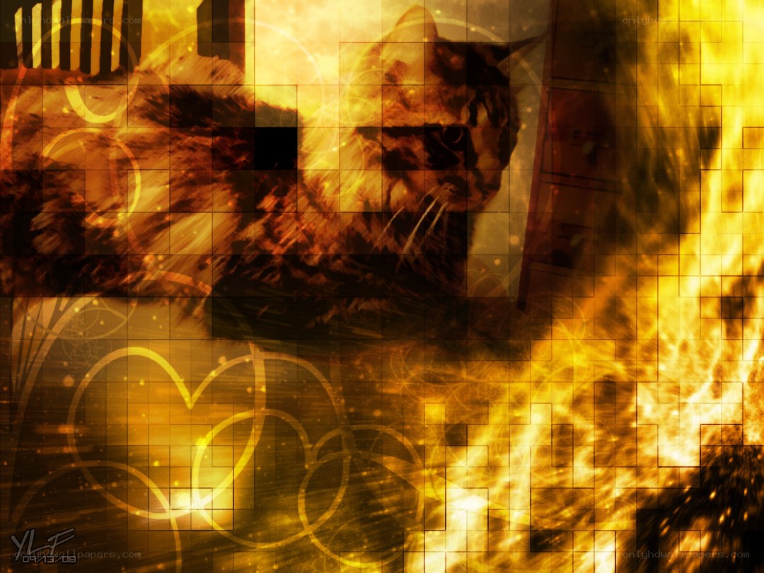cat in golden flames