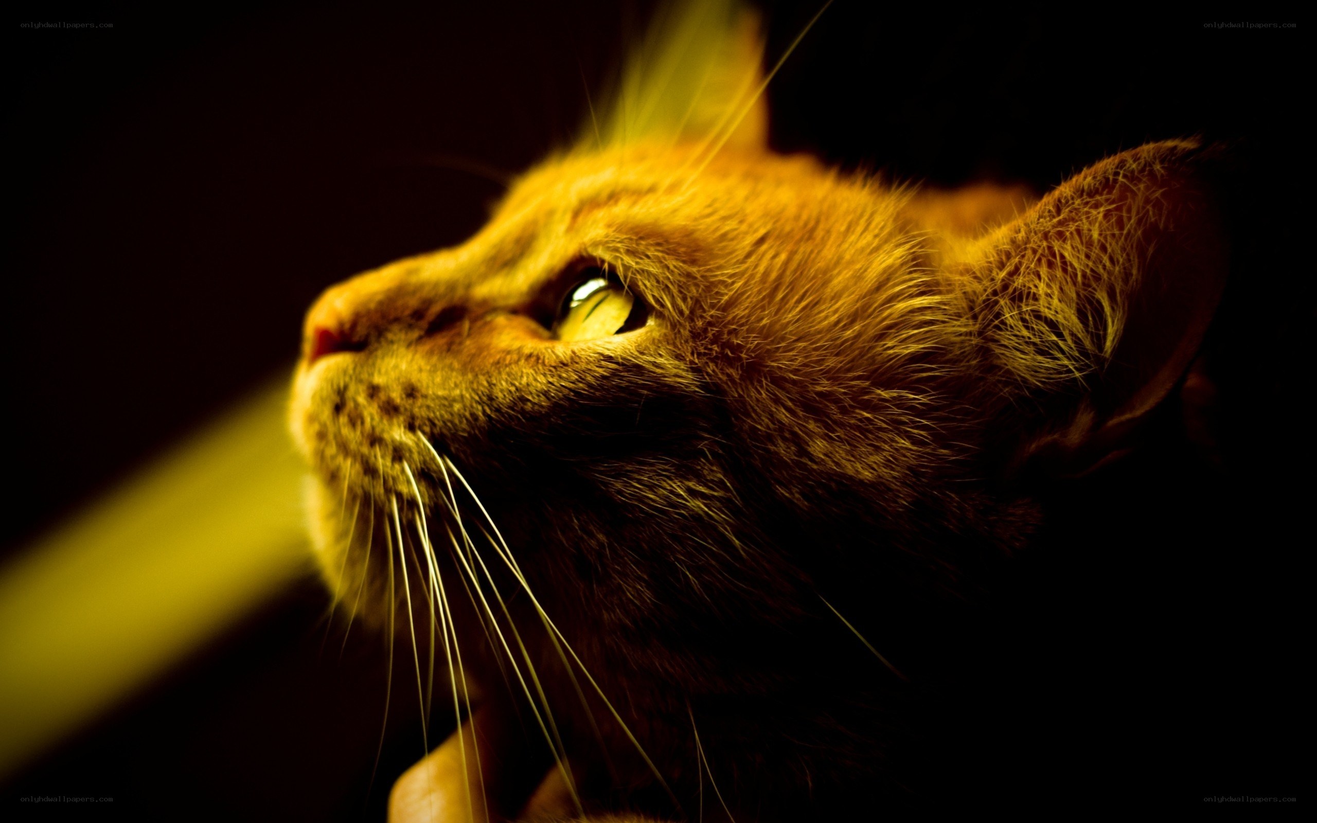 cat in golden light