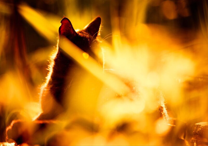 Cat in Golden Light — Yellow