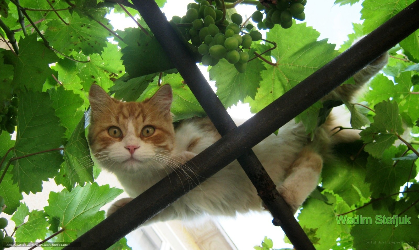 cat in grapevine