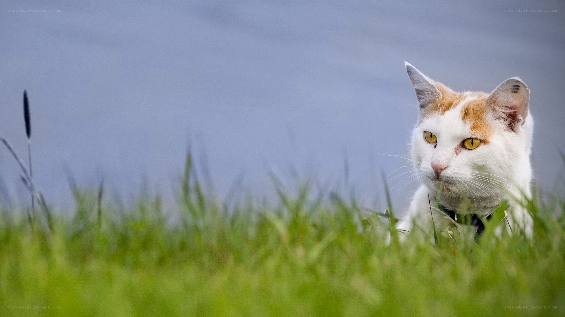 cat in grass by water