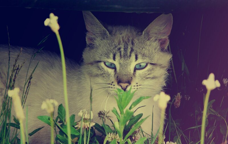 Cat in Grass — Gray