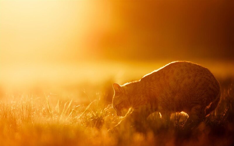 Cat in Grass — Orange