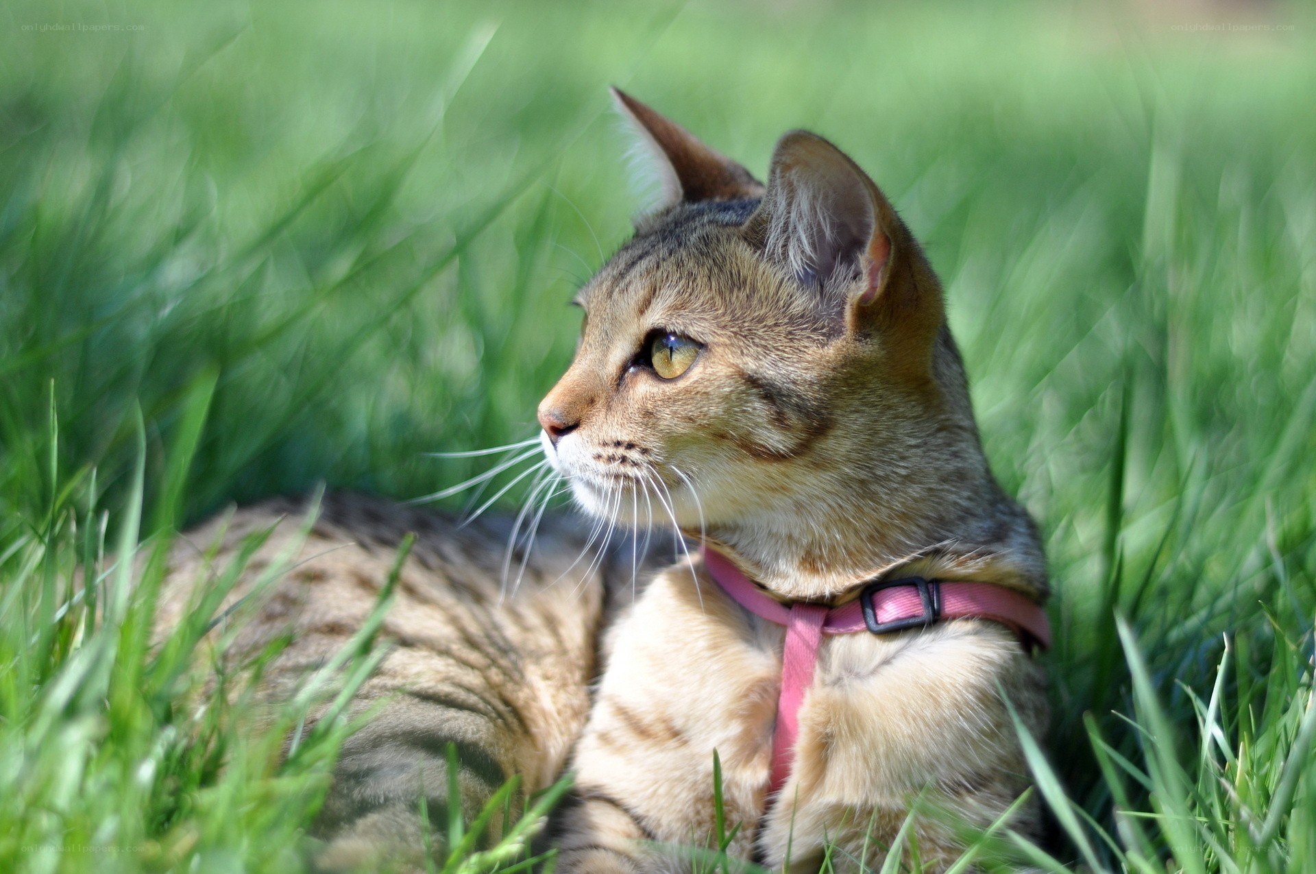 cat in grass wearing harness
