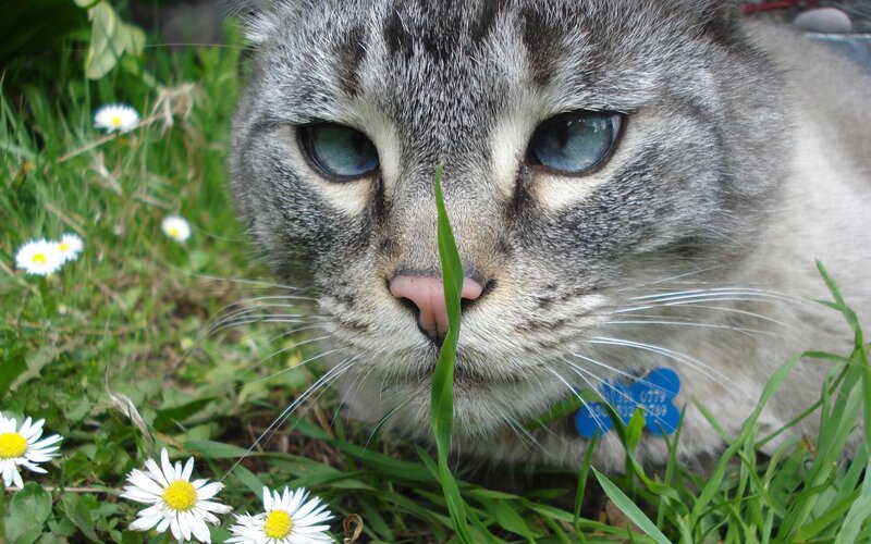 cat in grass with daisies
