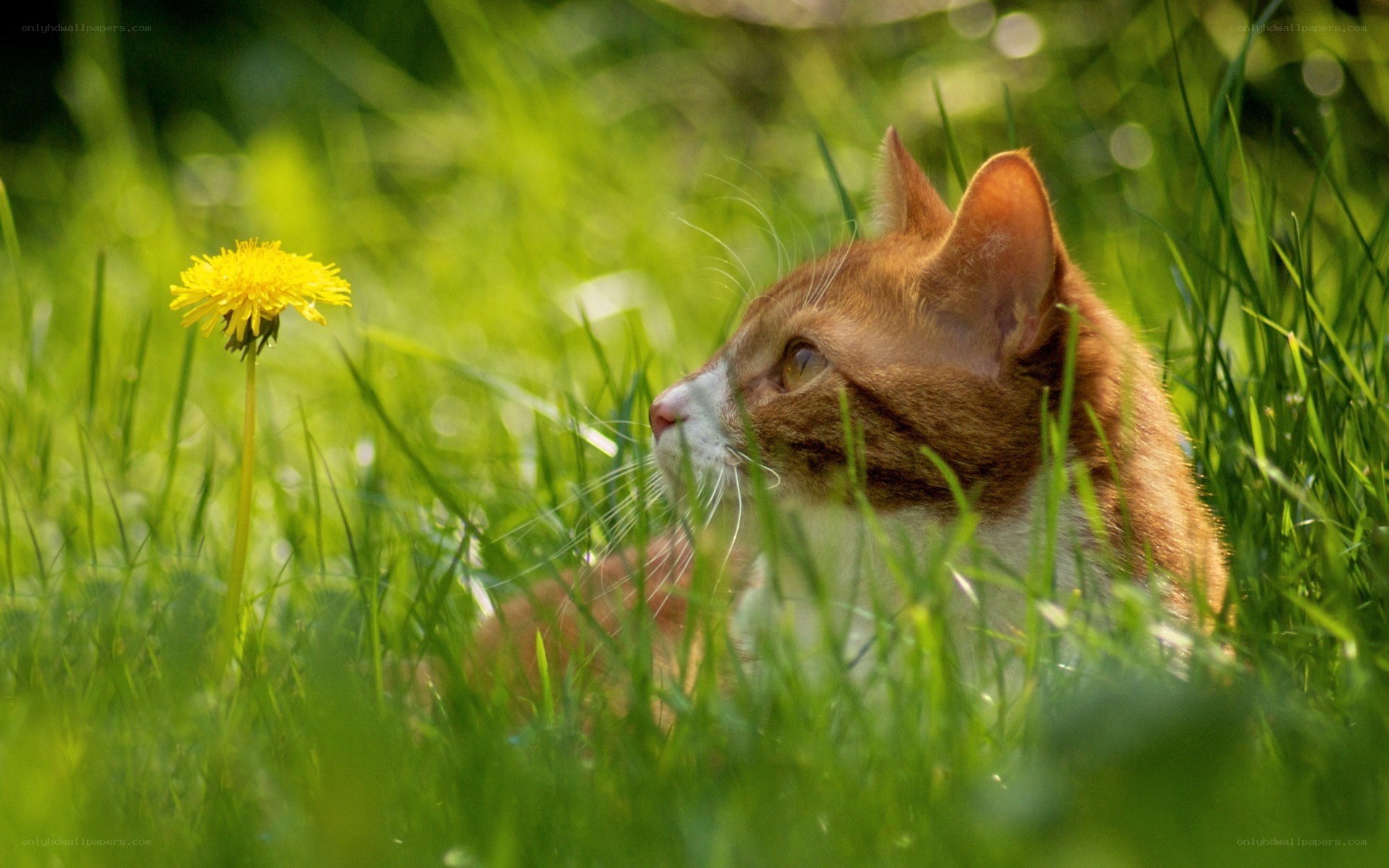 Cat in grass with dandelion