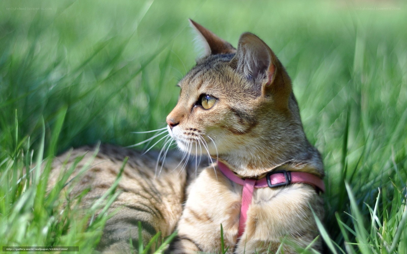 cat in grass with harness