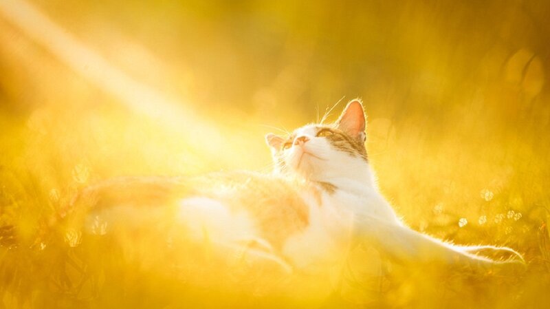 Cat in Grass — Yellow