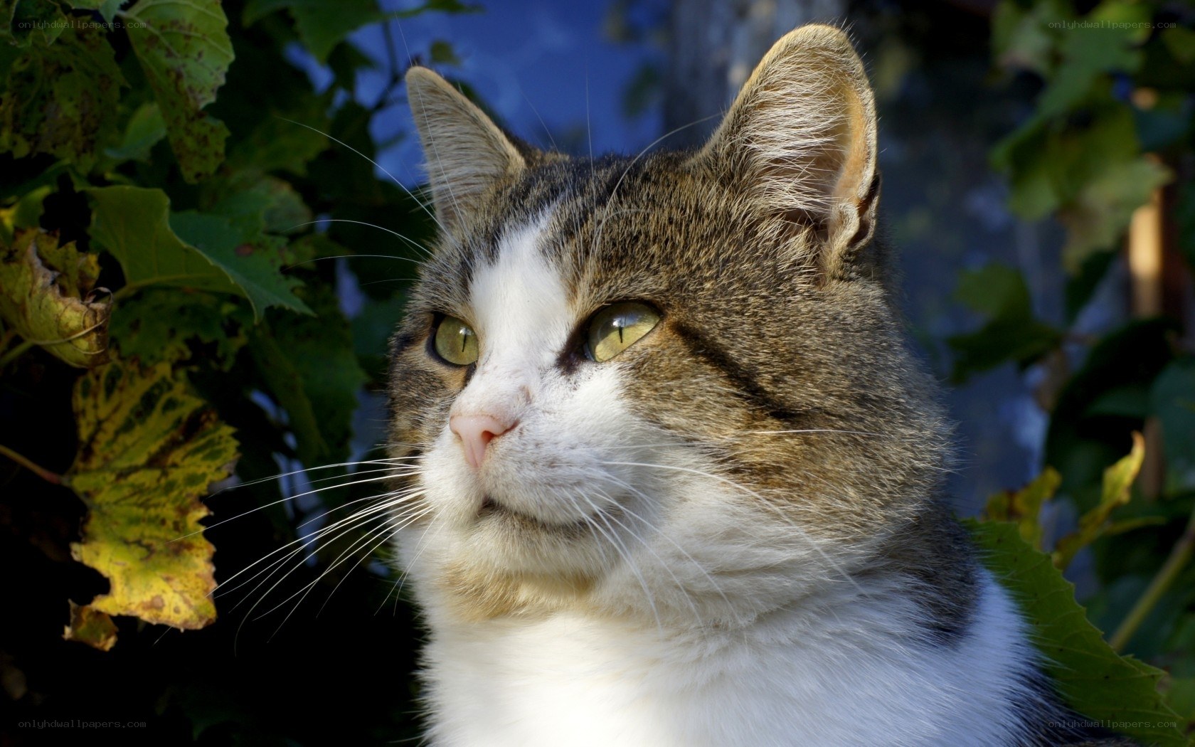cat in green foliage
