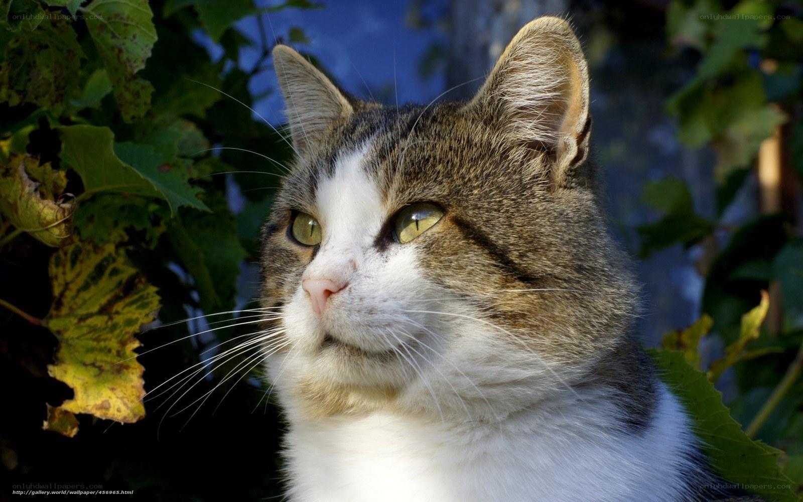 cat in green foliage