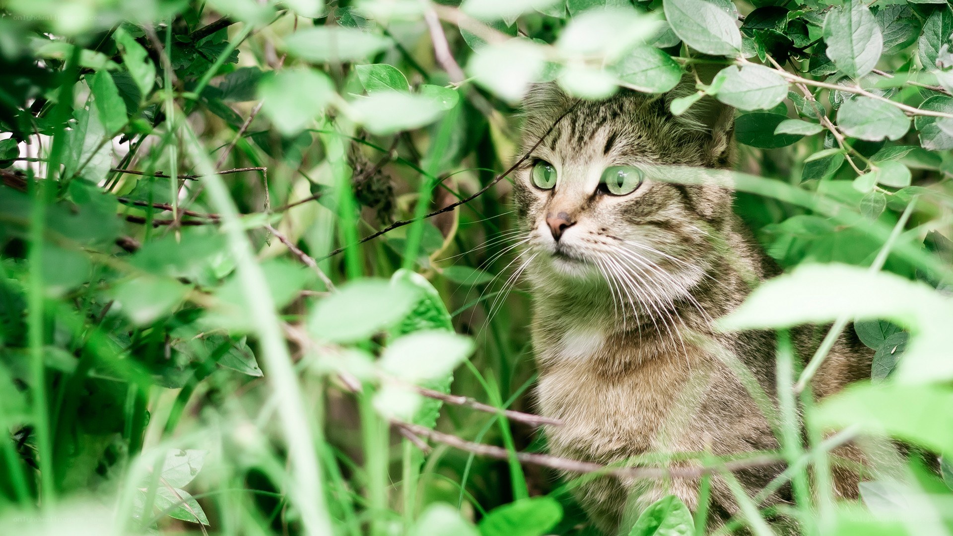 cat in green foliage